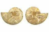 Jurassic Cut & Polished Ammonite Fossil (Pair) - Madagascar #223232-1